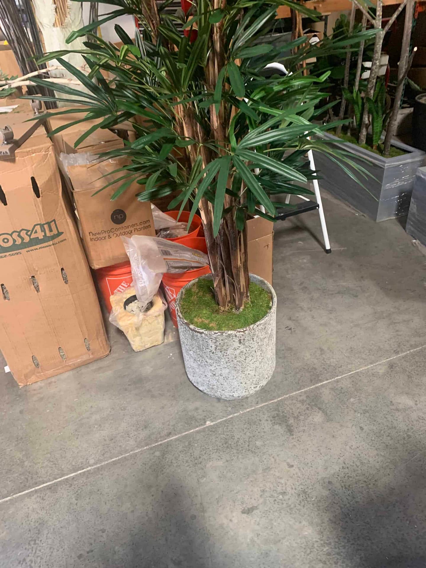 Indoor tropical plant in a large concrete pot with lush green leaves.