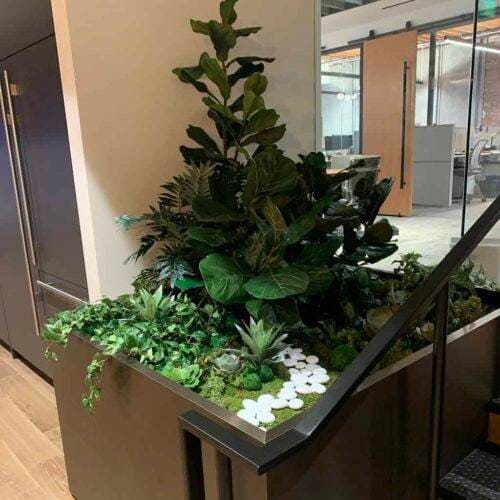 Brazilian Fiddle Leaf Fig plants with succulent plantscaping