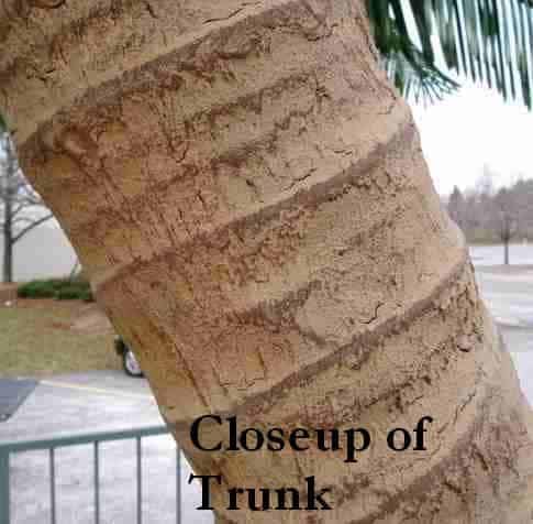 Artificial palm tree trunk for outdoor decor and landscaping.