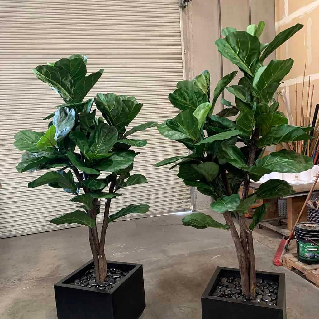 8ft artificial Brazilian Fiddle Leaf Fig 8ft artificial Brazilian Fiddle Leaf Fig Tree