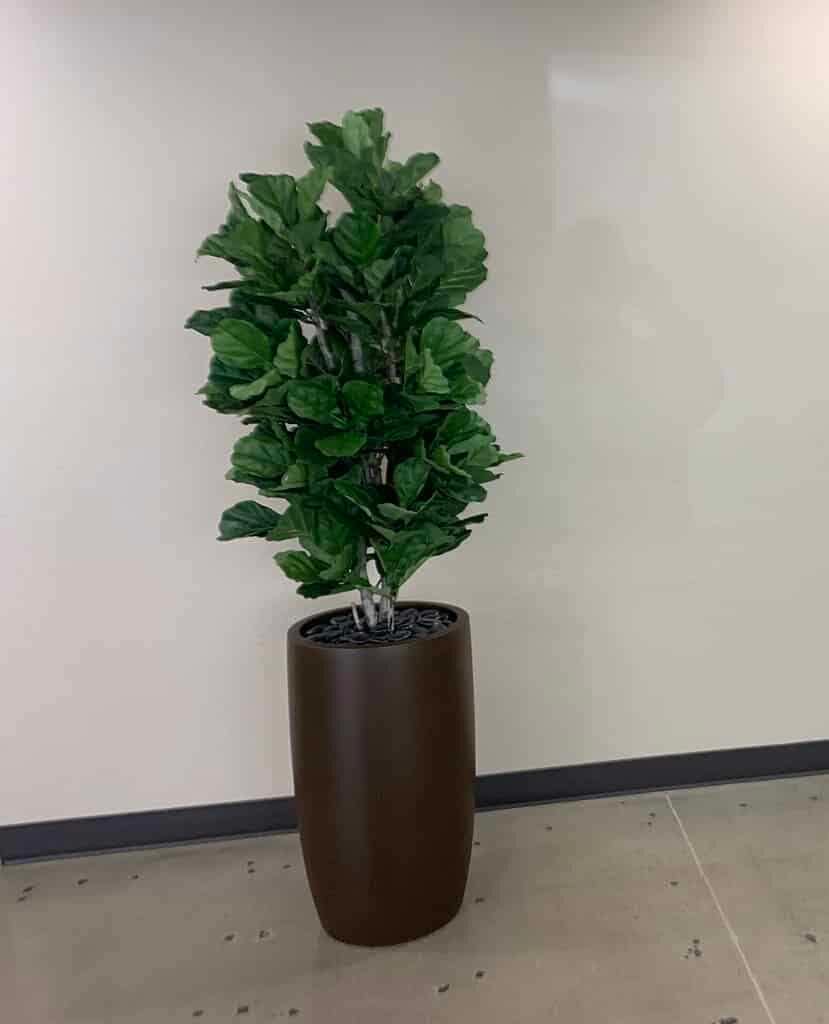 Fiddle leaf fig in tall brown fiberglass planter Fiddle leaf fig in tall brown fiberglass planter