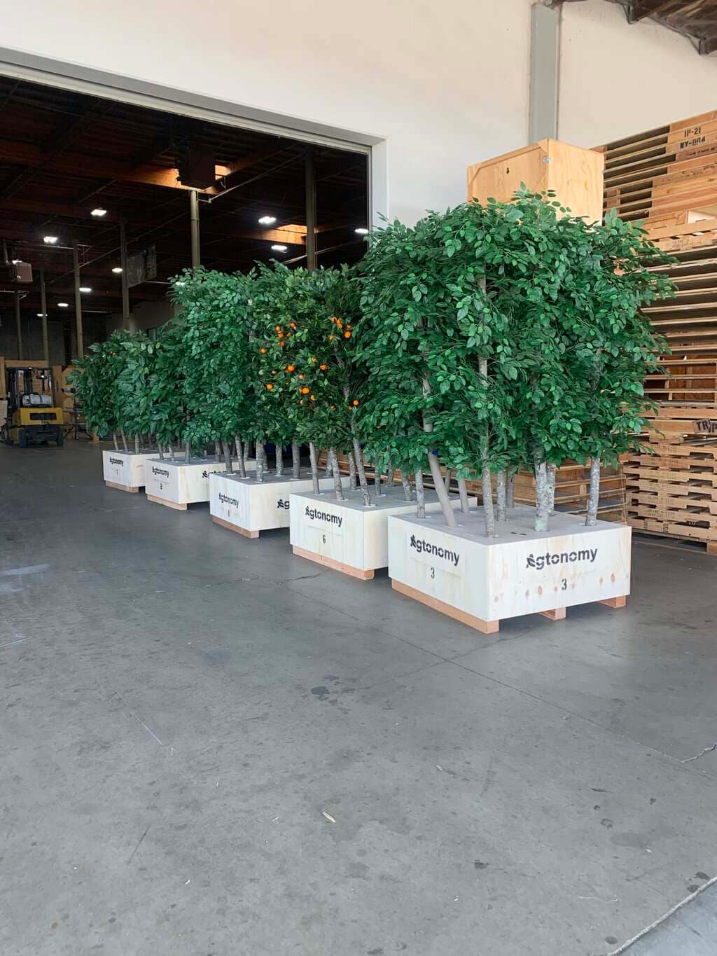 Indoor citrus trees in decorative planters for home or office decor.