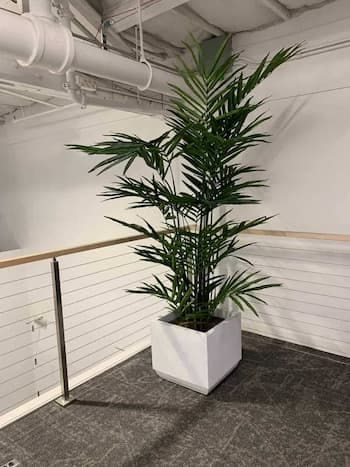 New Large artificial Kentia Palm in white planter